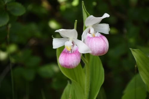 Showy Lady's Slipper