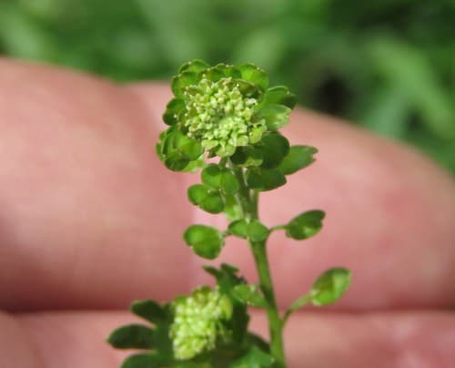 Wayside Pepperwort