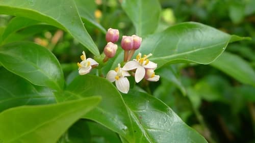 Sweet Morinda