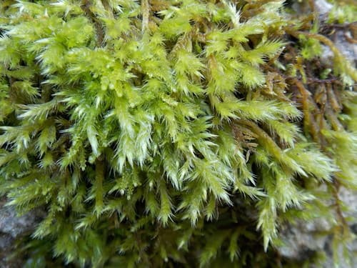 Yellow Feather-moss