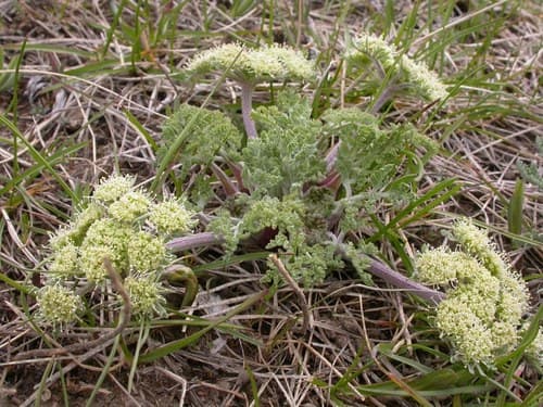 Bigseed Biscuitroot