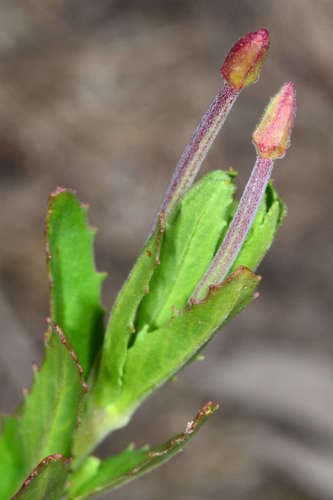 Smooth Willow Herb