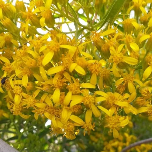 Willow Ragwort