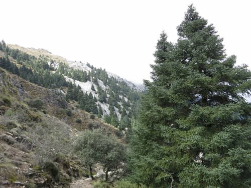 Spanish Fir Bonsai