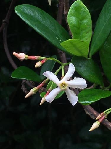 Asiatic Jasmine Bonsai