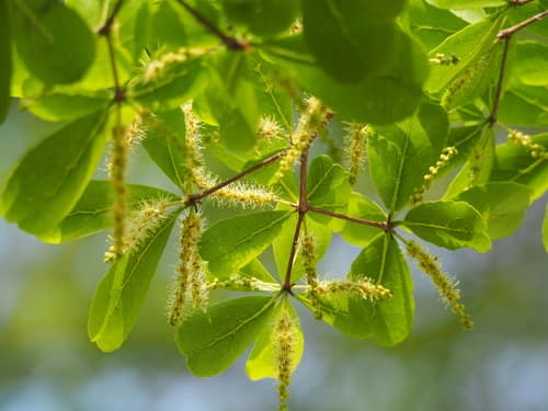 Madagascar almond