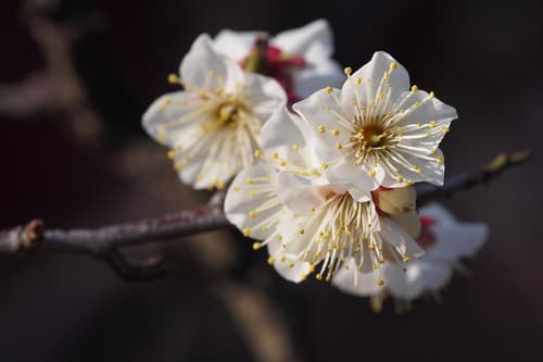 Flowering Apricot Bonsai