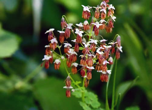 Veiny Meadow-rue