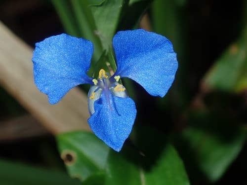 Scurvy Weed Flower
