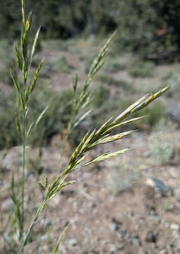California Brome