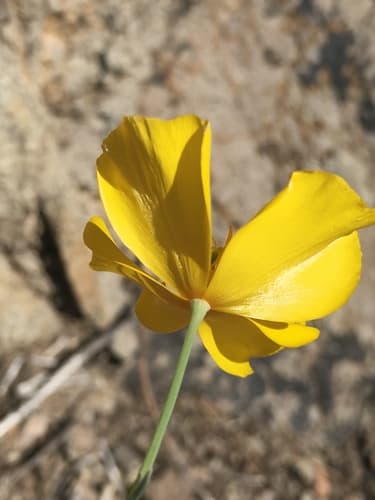Tufted Poppy