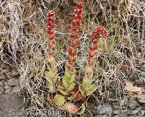 Redspot Stonecrop