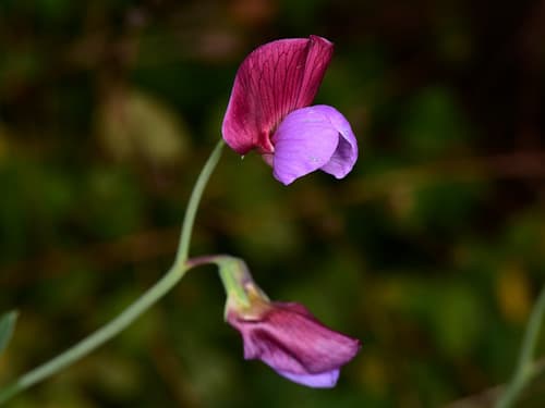 Crimson Pea