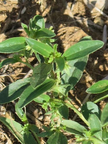 Low Silverbush