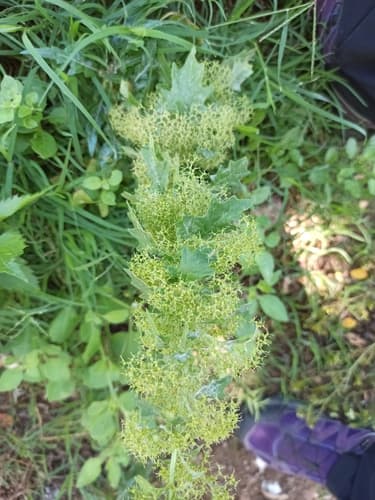 Fetid Goosefoot