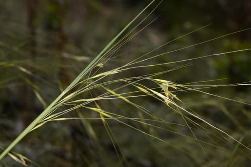 Needle-and-thread Grass