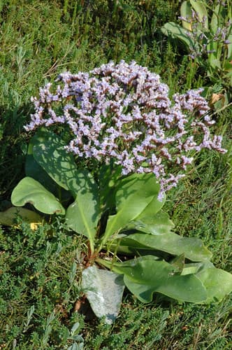Common Sea-lavender