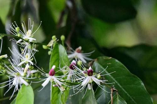Capparis micracantha