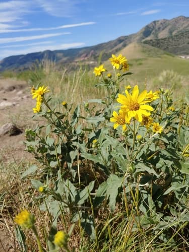 Little Sunflower