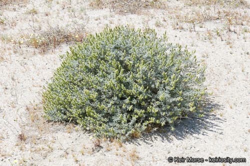 Burrobush Bonsai