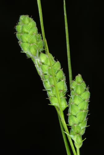 Swan's Sedge