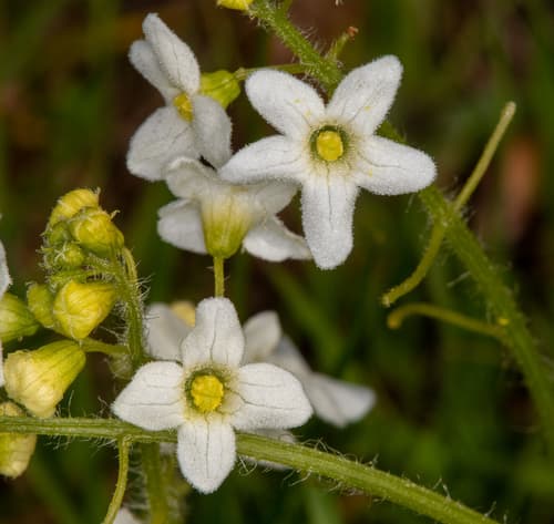 Coastal Manroot Flowers