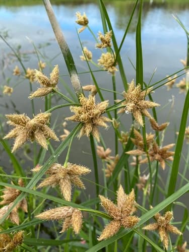 Sea Clubrush