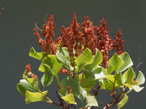 Canary Island Sorrel Bonsai