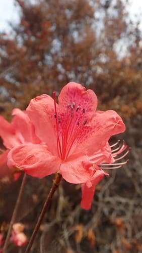 Red Azalea Bonsai