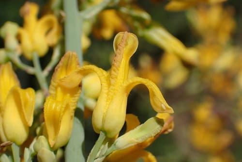 Golden Eardrops