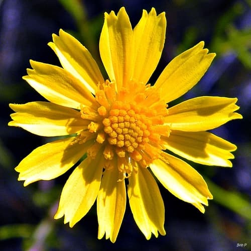 Coastal Plain Honeycombhead