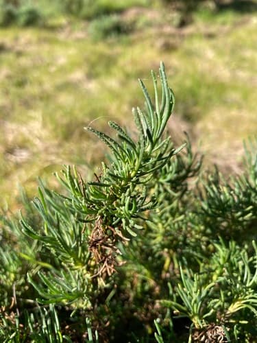 Holy-flax