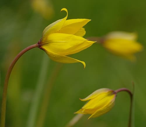 Wild Tulip (Not a Bonsai)