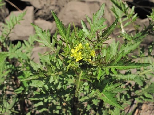 Bog Yellowcress
