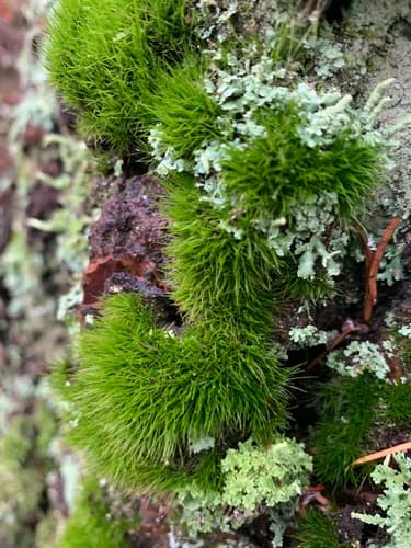 Fragile Fork-moss