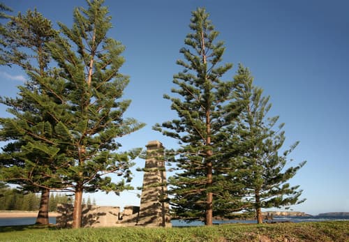 Norfolk Island Pine Bonsai