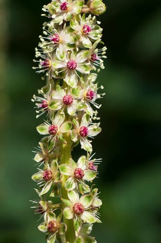 Mexican Pokeweed
