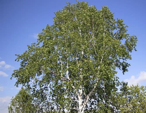 Siberian Birch Bonsai