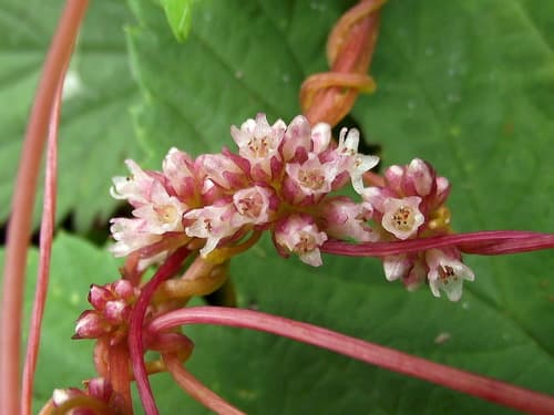 Greater Dodder