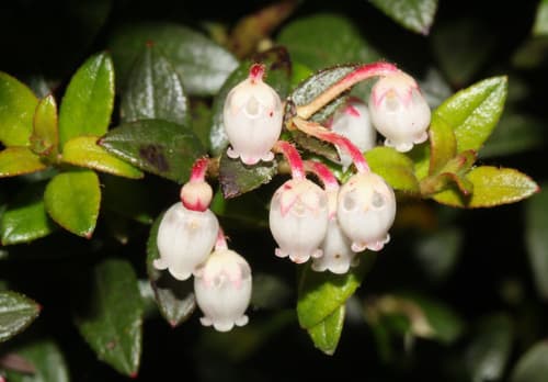 cacalote