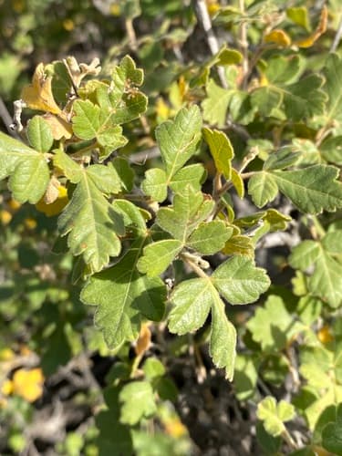 Skunkbush Sumac Bonsai