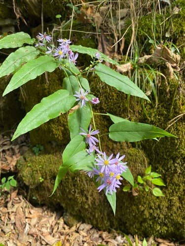 Short's aster