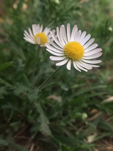 Lazy Daisy