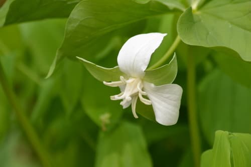 Drooping Trillium