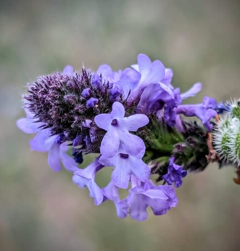 Western Vervain