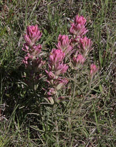 Purple paintbrush