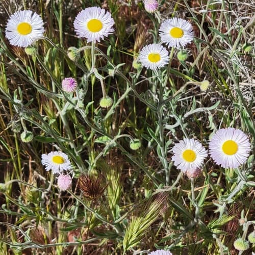 spreading fleabane
