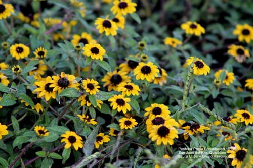 Mexican Creeping Zinnia