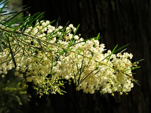 Flax-leaved Wattle