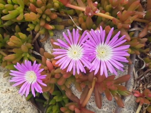 Purple Dewplant